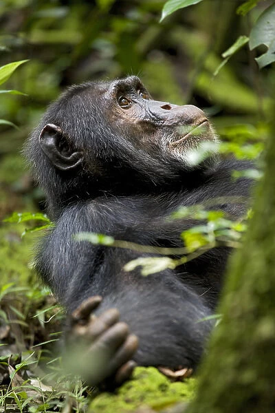 Africa, Uganda, Kibale National Park, Ngogo Chimpanzee Projec