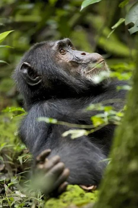 Framed Print : Africa, Uganda, Kibale National Park, Ngogo Chimpanzee Projec Framed Print : Africa, Uganda, Kibale National Park, Ngogo Chimpanzee Projec