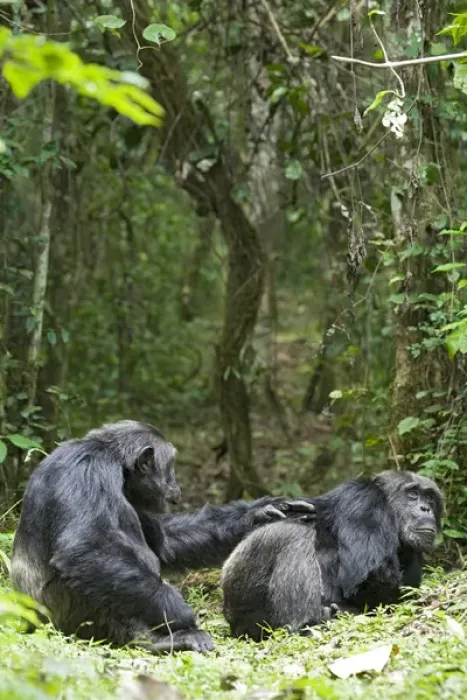 Framed Print : Africa, Uganda, Kibale National Park, Ngogo Chimpanzee Project Framed Print : Africa, Uganda, Kibale National Park, Ngogo Chimpanzee Project
