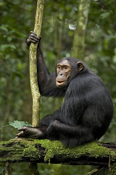 Africa, Uganda, Kibale National Park, Ngogo Chimpanzee Project. A young adult chimpanzee listens