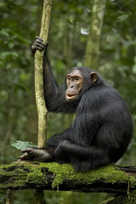 Framed Print : Africa, Uganda, Kibale National Park, Ngogo Chimpanzee Project. A young adult chimpanzee listens Framed Print : Africa, Uganda, Kibale National Park, Ngogo Chimpanzee Project. A young adult chimpanzee listens