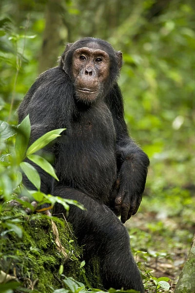 Africa, Uganda, Kibale National Park, Ngogo Chimpanzee Project. A young adult chimpanzee listens