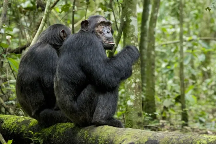 Framed Print : Africa, Uganda, Kibale National Park, Ngogo Chimpanzee Project Framed Print : Africa, Uganda, Kibale National Park, Ngogo Chimpanzee Project