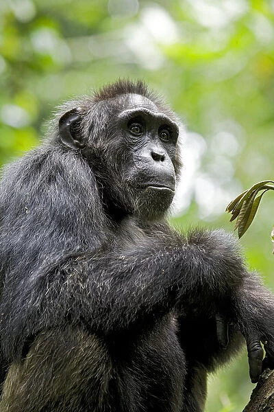 Africa, Uganda, Kibale National Park, Ngogo Chimpanzee Project. A wild, male chimpanzee