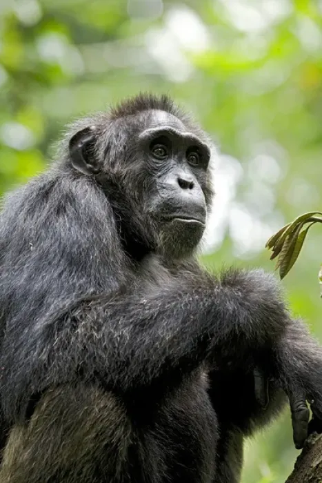 Framed Print : Africa, Uganda, Kibale National Park, Ngogo Chimpanzee Project. A wild, male chimpanzee