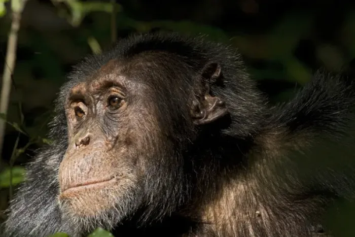 Framed Print : Africa, Uganda, Kibale National Park, Ngogo Chimpanzee Project Framed Print : Africa, Uganda, Kibale National Park, Ngogo Chimpanzee Project