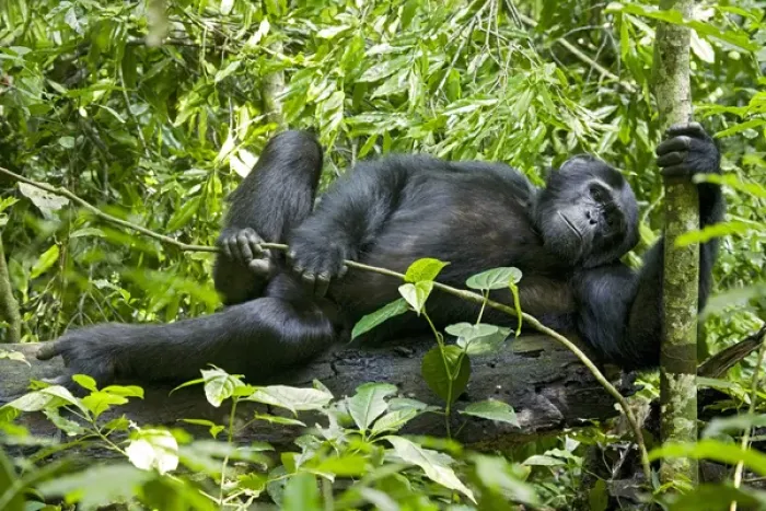 Framed Print : Africa, Uganda, Kibale National Park, Ngogo Chimpanzee Project Framed Print : Africa, Uganda, Kibale National Park, Ngogo Chimpanzee Project