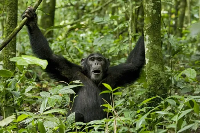 Framed Print : Africa, Uganda, Kibale National Park, Ngogo Chimpanzee Project