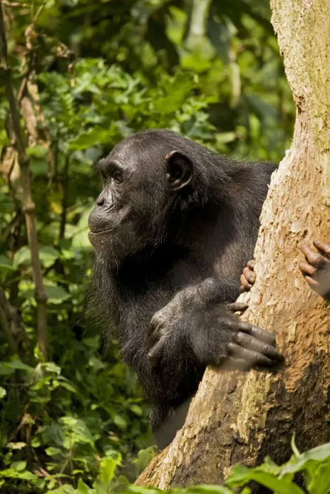 Framed Print : Africa, Uganda, Kibale National Park, Ngogo Chimpanzee Project Framed Print : Africa, Uganda, Kibale National Park, Ngogo Chimpanzee Project