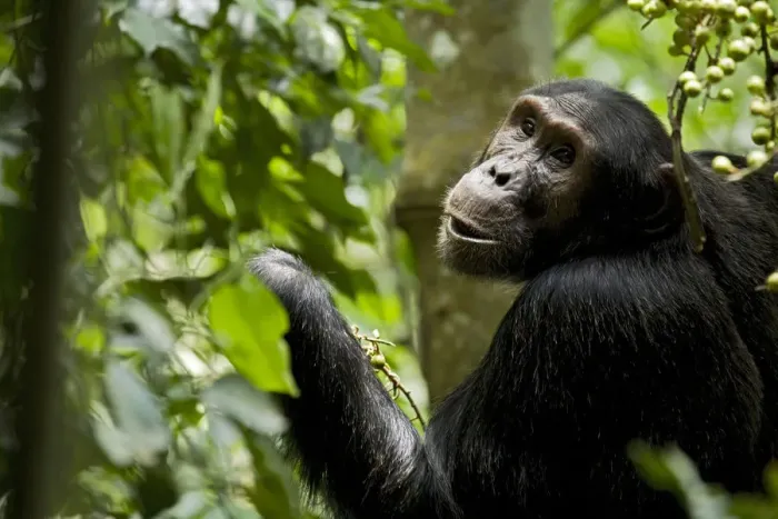 Framed Print : Africa, Uganda, Kibale National Park, Ngogo Chimpanzee Project