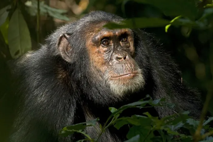 Framed Print : Africa, Uganda, Kibale National Park, Ngogo Chimpanzee Project