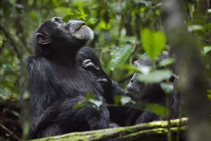 Framed Print : Africa, Uganda, Kibale National Park. Ngogo Chimpanzee Project Framed Print : Africa, Uganda, Kibale National Park. Ngogo Chimpanzee Project