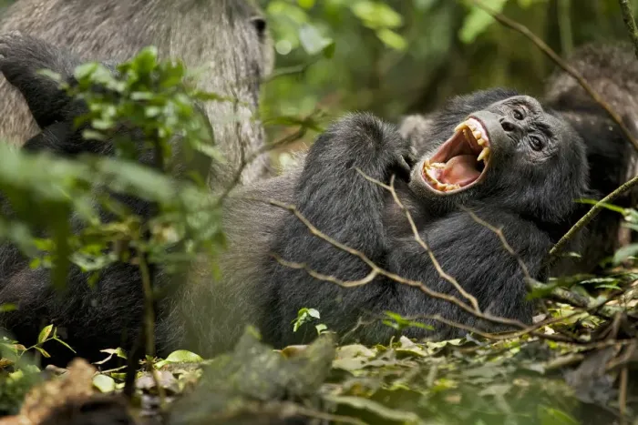 Framed Print : Africa, Uganda, Kibale National Park, Ngogo Chimpanzee Project Framed Print : Africa, Uganda, Kibale National Park, Ngogo Chimpanzee Project