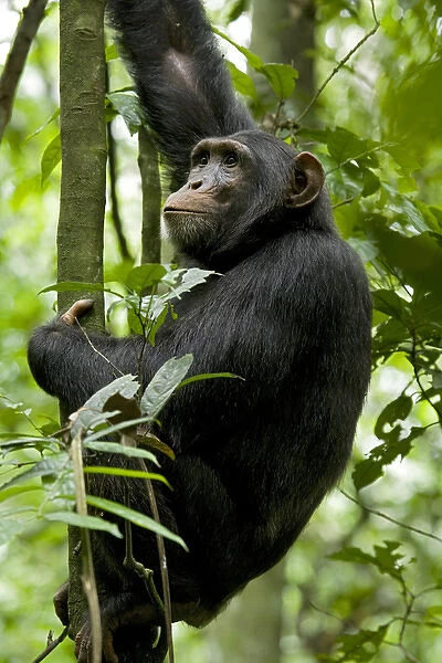 Africa, Uganda, Kibale National Park, Ngogo