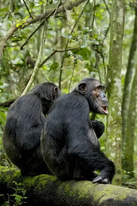 Framed Print : Africa, Uganda, Kibale National Park, Ngogo
