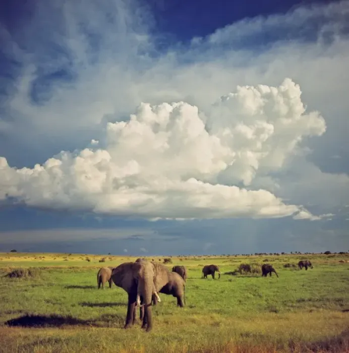 Framed Print : Africa, Uganda, Murchison Falls NP. An elephant herd wanders beneath enormous cumulous