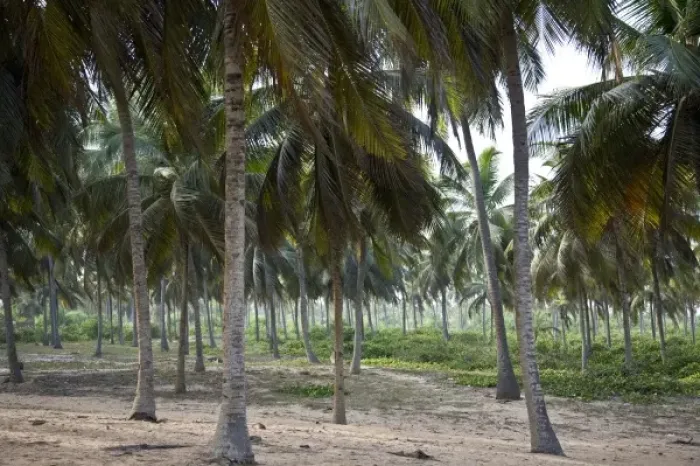 Framed Print : Africa, West Africa, Benin, Ouidah, Bight of Benin. Palm grove near the ocean in rural Benin Framed Print : Africa, West Africa, Benin, Ouidah, Bight of Benin. Palm grove near the ocean in rural Benin