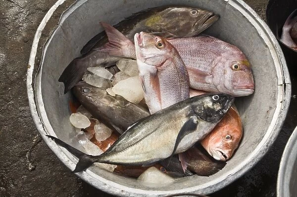 Africa, West Africa, Ghana, Elmina. Close-up shot of fish for sale at Elmina fish market