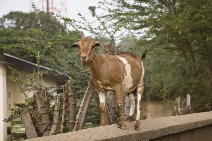 Framed Print : Africa, West Africa, Ghana, Wa. Goat standing on concrete wall