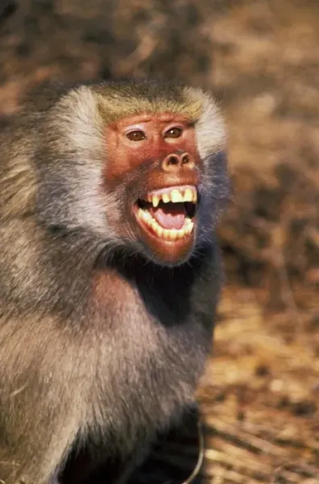 Framed Print : Africa, West Africa. Hamadryas Baboon (Papio hamadryas) Framed Print : Africa, West Africa. Hamadryas Baboon (Papio hamadryas)