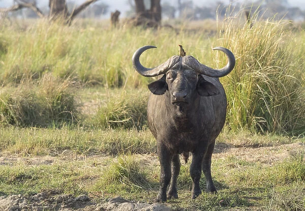 Africa, Zambia. Cape buffalo male close-up. Credit as: Bill Young  /  Jaynes Gallery  /  DanitaDelimont