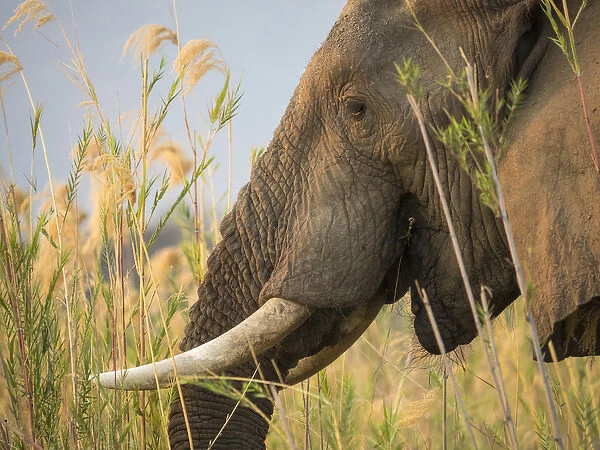 Africa, Zambia. Close-up of elephant eating