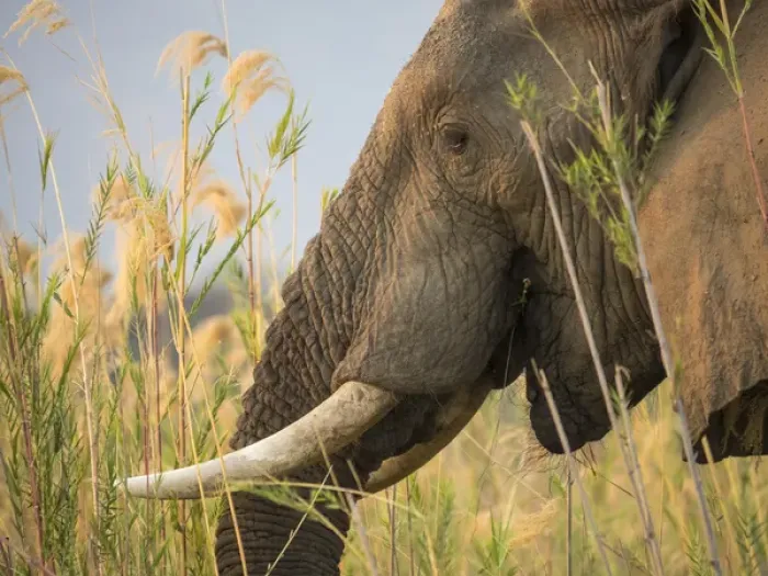 Framed Print : Africa, Zambia. Close-up of elephant eating Framed Print : Africa, Zambia. Close-up of elephant eating