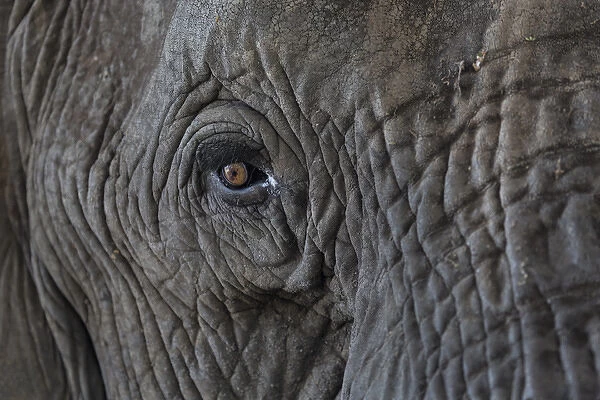 Africa, Zambia. Close-up of elephants eye