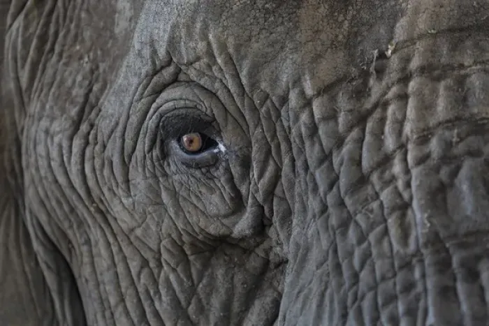 Framed Print : Africa, Zambia. Close-up of elephants eye Framed Print : Africa, Zambia. Close-up of elephants eye