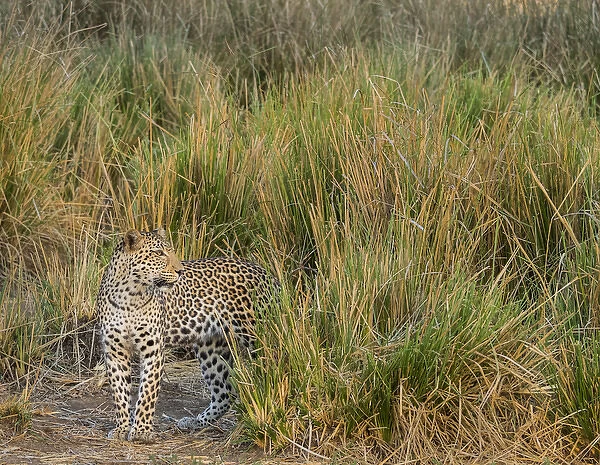 Africa, Zambia. Close-up of leopard standing in grass. ung  /  Jaynes Gallery  /  DanitaDelimont