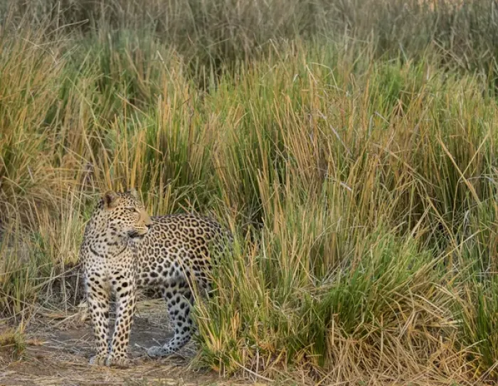 Framed Print : Africa, Zambia. Close-up of leopard standing in grass. ung / Jaynes Gallery / DanitaDelimont Framed Print : Africa, Zambia. Close-up of leopard standing in grass. ung / Jaynes Gallery / DanitaDelimont
