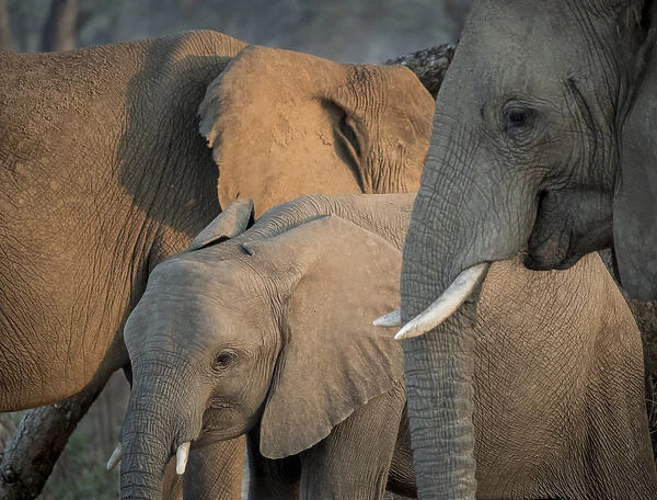 Africa, Zambia. Elephant adults and young. Credit as: Bill Young  /  Jaynes Gallery  /  DanitaDelimont