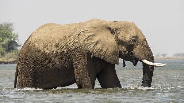 Africa, Zambia. Elephant in Zambezi River. Credit as: Bill Young  /  Jaynes Gallery  /  DanitaDelimont