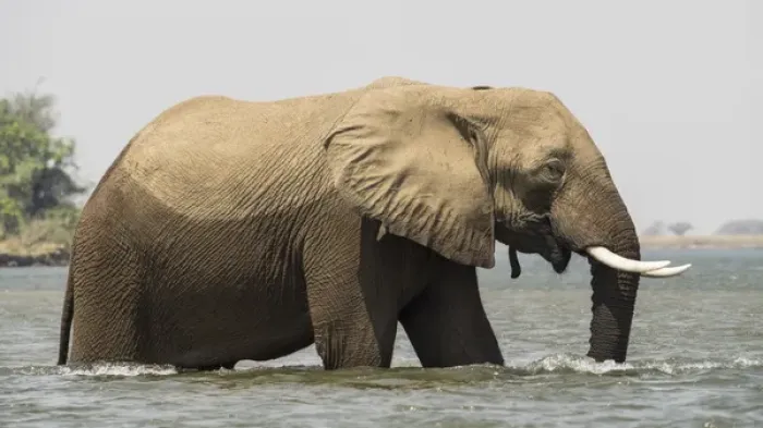 Framed Print : Africa, Zambia. Elephant in Zambezi River. Credit as: Bill Young / Jaynes Gallery / DanitaDelimont Framed Print : Africa, Zambia. Elephant in Zambezi River. Credit as: Bill Young / Jaynes Gallery / DanitaDelimont