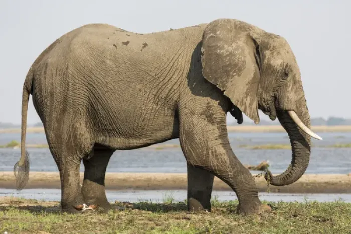 Framed Print : Africa, Zambia. Elephant next to Zambezi River Framed Print : Africa, Zambia. Elephant next to Zambezi River