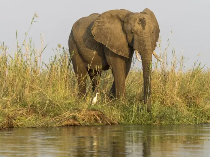 Framed Print : Africa, Zambia. Elephant next to Zambezi River Framed Print : Africa, Zambia. Elephant next to Zambezi River