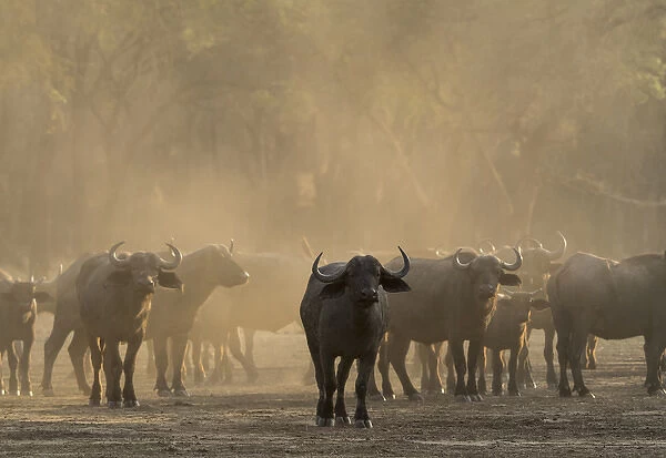 Africa, Zambia. Herd of Cape buffaloes. Credit as: Bill Young  /  Jaynes Gallery  /  DanitaDelimont