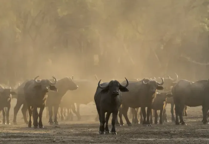 Framed Print : Africa, Zambia. Herd of Cape buffaloes. Credit as: Bill Young / Jaynes Gallery / DanitaDelimont Framed Print : Africa, Zambia. Herd of Cape buffaloes. Credit as: Bill Young / Jaynes Gallery / DanitaDelimont