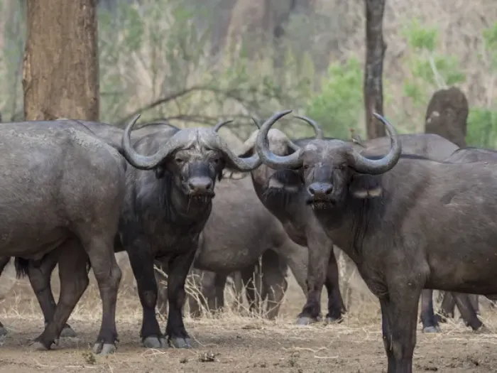 Framed Print : Africa, Zambia. Herd of Cape buffaloes. Credit as: Bill Young / Jaynes Gallery / DanitaDelimont Framed Print : Africa, Zambia. Herd of Cape buffaloes. Credit as: Bill Young / Jaynes Gallery / DanitaDelimont