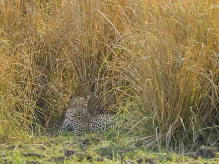 Framed Print : Africa, Zambia. Leopard resting in grass. Credit as: Bill Young / Jaynes Gallery / DanitaDelimont Framed Print : Africa, Zambia. Leopard resting in grass. Credit as: Bill Young / Jaynes Gallery / DanitaDelimont