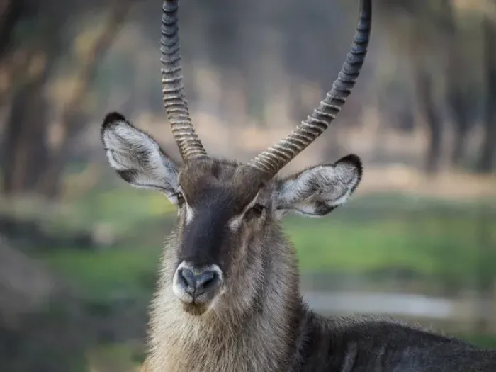 Framed Print : Africa, Zambia. Portrait of waterbuck. Credit as: Bill Young  /  Jaynes Gallery  /  DanitaDelimont