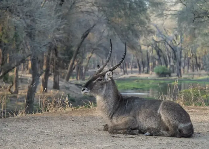 Framed Print : Africa, Zambia. Resting waterbuck. Credit as: Bill Young / Jaynes Gallery / DanitaDelimont Framed Print : Africa, Zambia. Resting waterbuck. Credit as: Bill Young / Jaynes Gallery / DanitaDelimont