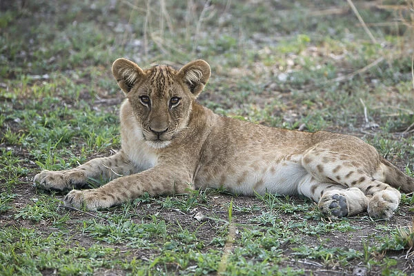 Africa, Zambia, South Luangwa National Park, Mfuwe. Lion cub (WILD: Panthera leo)
