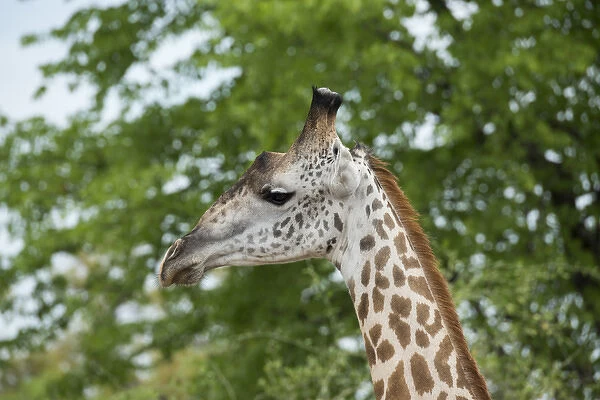 Africa, Zambia, South Luangwa National Park, during green season. Thornicrofts giraffe (Wild