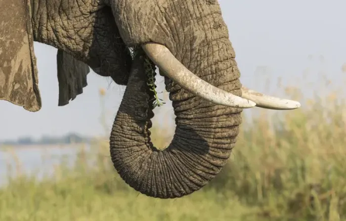 Framed Print : Africa, Zambia. Side view of elephant eating