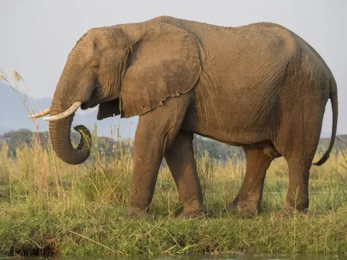 Framed Print : Africa, Zambia. Side view of elephant eating Framed Print : Africa, Zambia. Side view of elephant eating