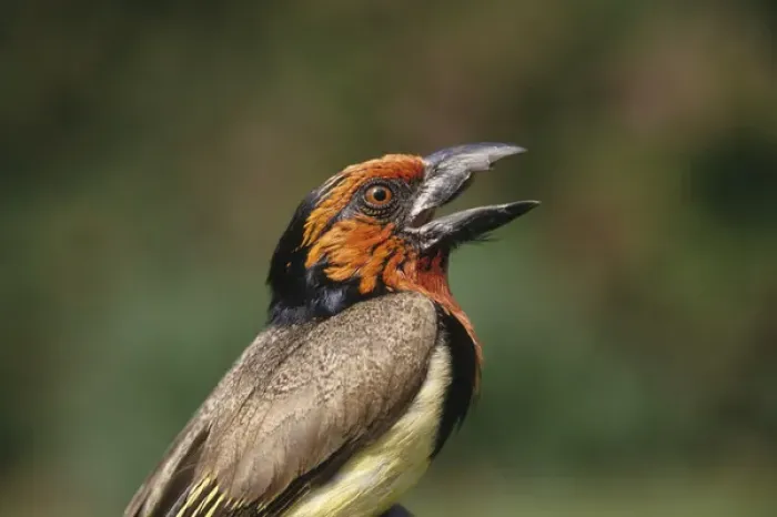 Framed Print : Africa, Zimbabwe. Close-up of black-collared barbet