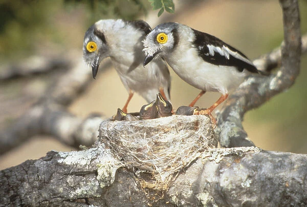 Africa, Zimbabwe. Two helmetshrike parents on nest with babies