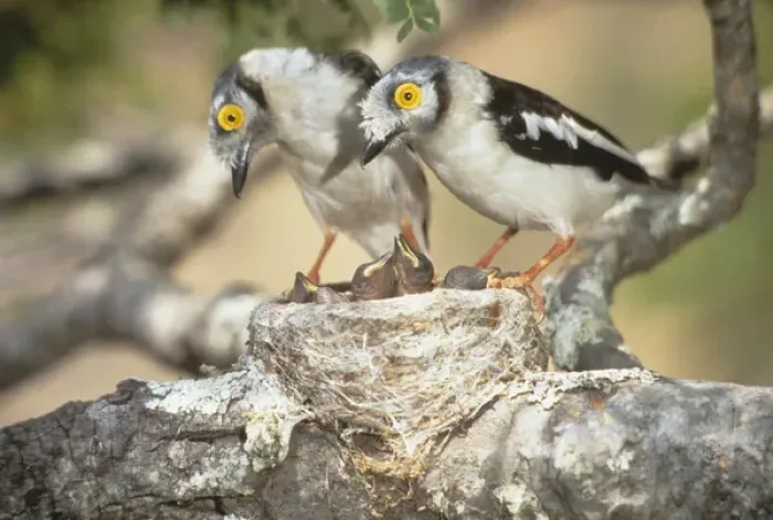 Framed Print : Africa, Zimbabwe. Two helmetshrike parents on nest with babies