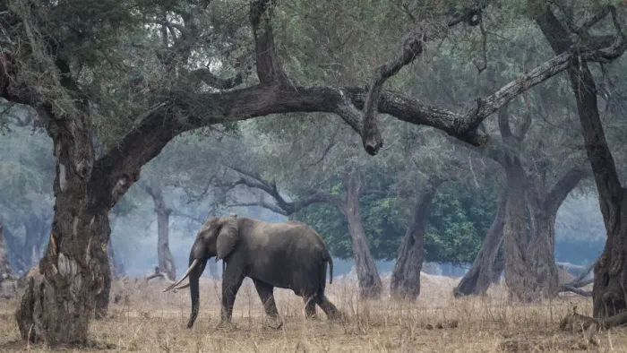 Framed Print : Africa, Zimbabwe, Mana Pools National Park. Elephant walking among trees. Credit as Framed Print : Africa, Zimbabwe, Mana Pools National Park. Elephant walking among trees. Credit as